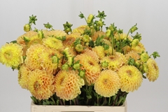 Dahl Other 55cm