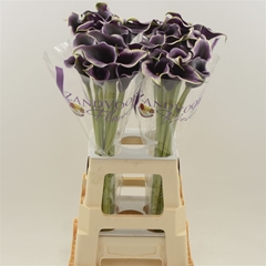 Zant Dubai Nights 70cm