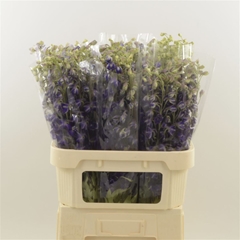 Delph En Deldon Purp 80cm 23