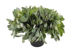 Euc Robusta P.bunch 55cm