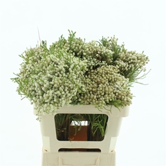 Kaaps Groen 50cm