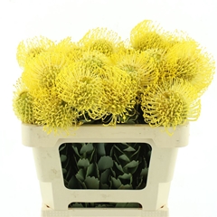 Leuco Nut High Gold 50cm