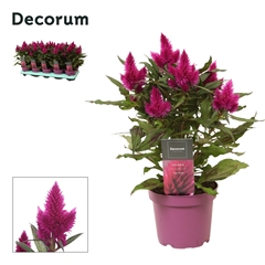 Celos Deep Purple 12Ø 32cm