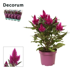 Celos Deep Purple 12Ø 34cm