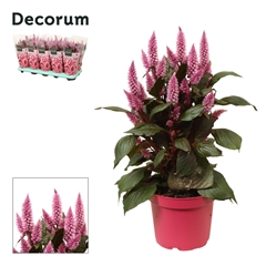 Cel Merida Pink