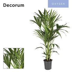 Howea Forsteriana 21Ø 120cm
