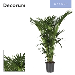 Howea Forsteriana 27Ø 170cm