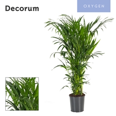 Howea Forsteriana 32Ø 160cm