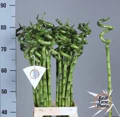 Lucky Bamboo Stem Spiral 80cm