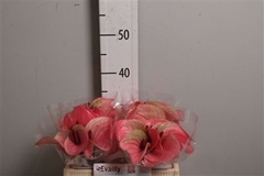 Anth A Summer Love 35cm 7cm Ø