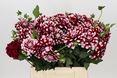 Dahl Dec Quinty 40cm