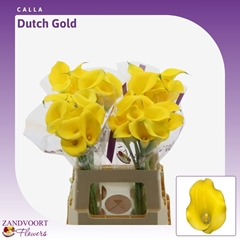 Zant Dutch Gold 60cm