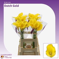 Zant Dutch Gold 70cm