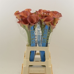 Zanted Sunset Passion 70cm
