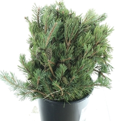 Pinus Mugo Var Mughu 55cm