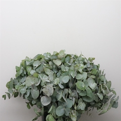 Euca Cinerea 50cm
