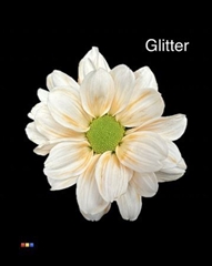 Chr T Chic Apricot + Glit Bio