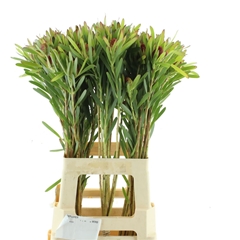 Leucad C Blush Pearl 70cm