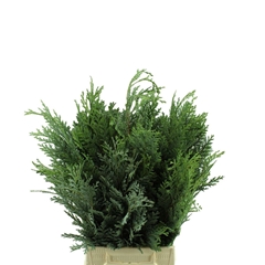 Coniferen Snijgroen 40cm