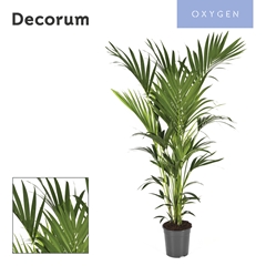 Howea Forsteriana 24Ø 160cm