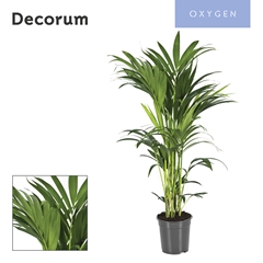Howea Forsteriana 21Ø 110cm