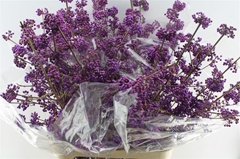 Callicarpa Bod Profu 100cm