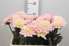 Dahl Dianas Memory 60cm