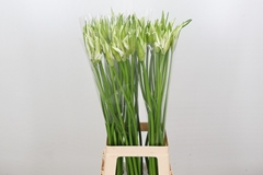 Ne Bo Like A Virgin 80cm