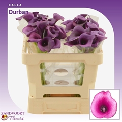 Zant Durban 50cm