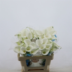 Zant Captain Cortina 55cm