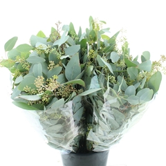 Euc Popul M Bes P Bs 65cm 300gram