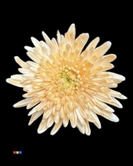 Chr G Topspin Dusty Pastel Orange
