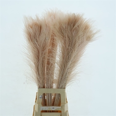 Pauwenveren 21% 90cm