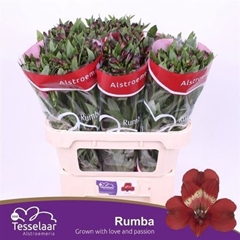 Alstr Rumba 75cm 60gram