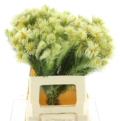 Phylica Plumosa 60cm