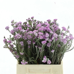 Metalasia Muricata 45cm