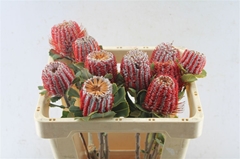 Banksia Coccinea 50cm