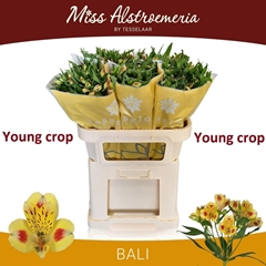 Alstr Bali 75cm 90gram 4+