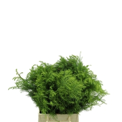 Cryptom Ja Elegan Bs 40cm