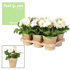 Ger F L Wit 12Ø 20cm