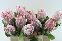 Protea Cynaroides 50cm