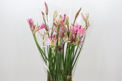 Ne Bo Gem In Bunch 80cm