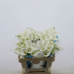 Zant Captain Cortina 50cm