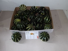 Cucurbita Ov Groen