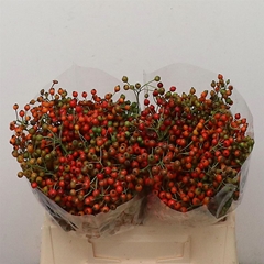 Rosa Corallo 40cm