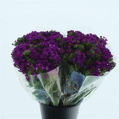 Di Barb Am Neon Purp 55cm 24