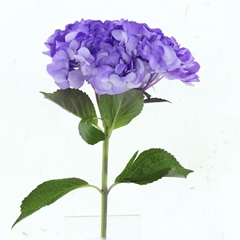 Hydr Other 60cm 21cm Ø