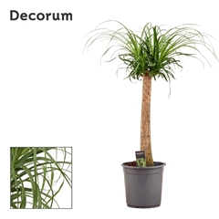 Beaucarnea Recur 24Ø 90cm