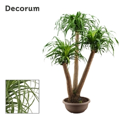 Beaucarnea Recur 45Ø 150cm