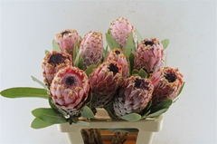 Protea Barbigera 60cm